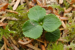 Moneses uniflora, photograph (c) Alexis Tinker-Tsavalas, some rights reserved (CC BY)