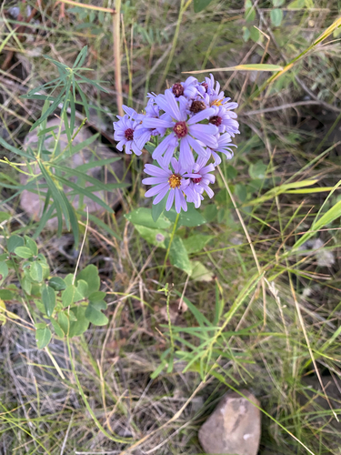 smooth blue aster