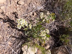 Comandra umbellata pallida