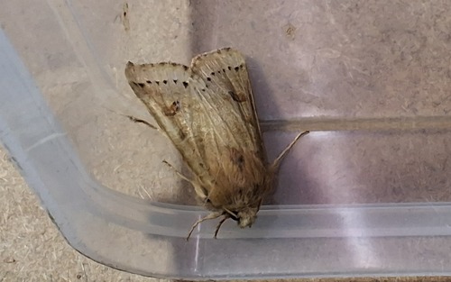 Lunar Underwing