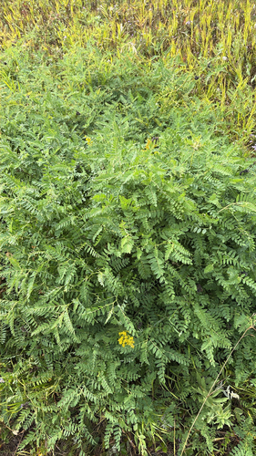 Chickpea Milkvetch