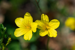 Linum tauricum
