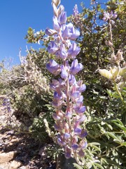 Lupinus argenteus palmeri