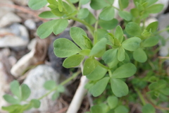 Lotus corniculatus