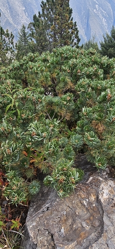 Pinus culminicola