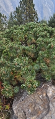 Pinus culminicola