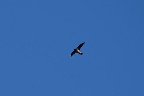 Aerodramus leucophaeus observed 2026-08-17