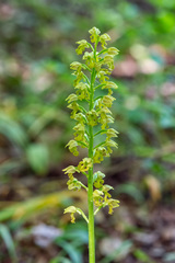 Orchis punctulata