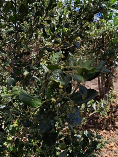 Cassinopsis madagascariensis (Cassinopsis madagascariensis)
