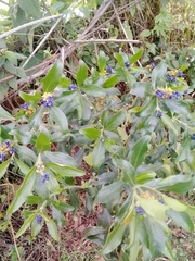 Monnina obtusifolia
