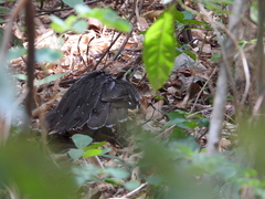 Dromococcyx phasianellus