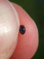 Scymnus rubromaculatus