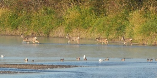 Mule Deer
