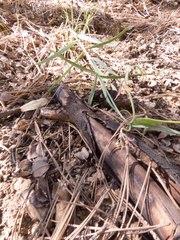 Fritillaria atropurpurea