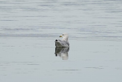 Ring-billed Gull