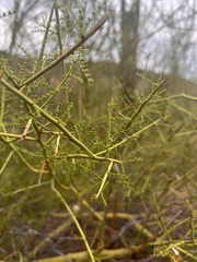 Parkinsonia microphylla