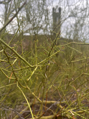 Parkinsonia microphylla, photograph 2