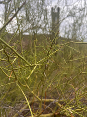 Parkinsonia microphylla, photograph author not stated, no rights reserved