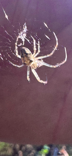 Eurasian Armoured Long-jawed Spider