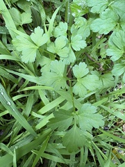 Petroselinum crispum, photograph (c) Cara-Lisa Schloots, some rights reserved (CC BY)