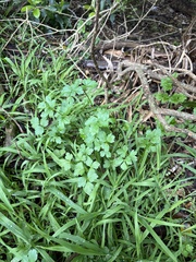 Petroselinum crispum, photograph (c) Cara-Lisa Schloots, some rights reserved (CC BY)