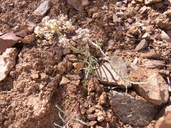 Lomatium nevadense