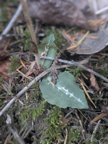 Western Rattlesnake Plantain