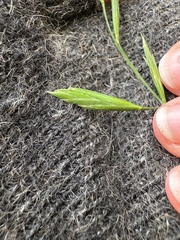 Bromus catharticus, photograph (c) Cara-Lisa Schloots, some rights reserved (CC BY)