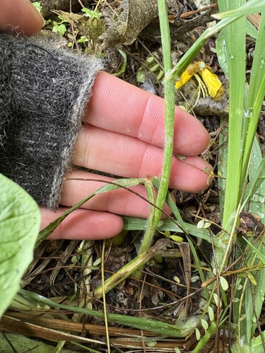 Bromus catharticus, photograph 6