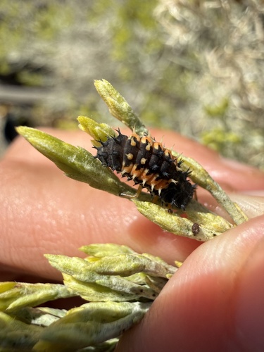 Asian Lady Beetle