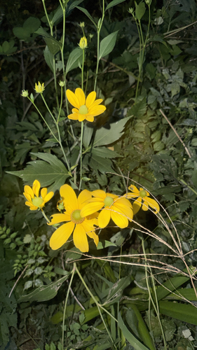 cutleaf coneflower
