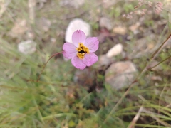 Cosmos crithmifolius