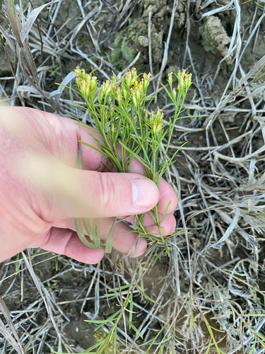 Broom Snakeweed