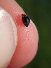 Scymnus rubromaculatus