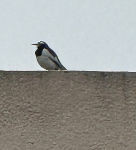 White Wagtail