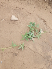 Cucurbita digitata