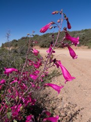 Penstemon pseudospectabilis