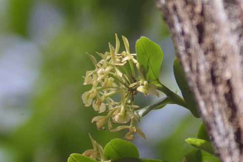 Epidendrum melistagum