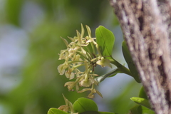 Epidendrum melistagum