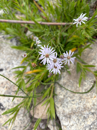 Symphyotrichum foliaceum observed 2026-09-13