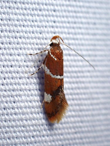 Suzuki's Promalactis Moth
