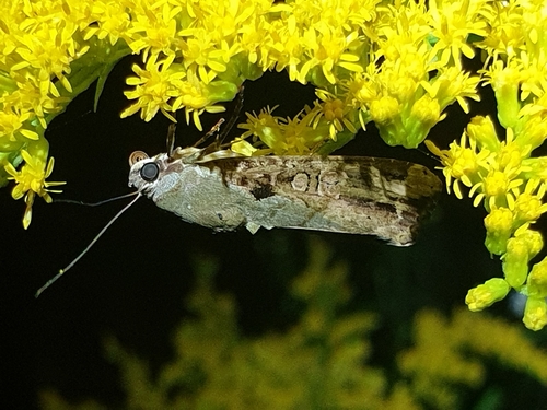 Variable Narrow-wing (Magusa divaricata)