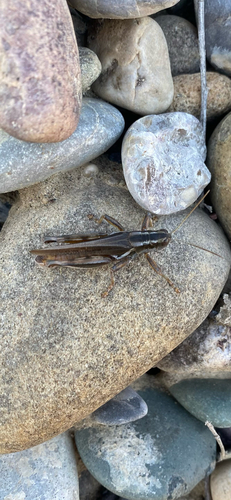 Packard's Grasshopper