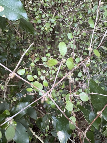 Coprosma crassifolia, photograph 3