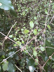 Coprosma crassifolia, photograph (c) Cara-Lisa Schloots, some rights reserved (CC BY)