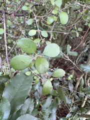 Coprosma crassifolia, photograph (c) Cara-Lisa Schloots, some rights reserved (CC BY)
