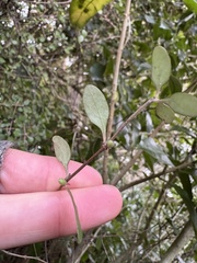 Coprosma crassifolia, photograph (c) Cara-Lisa Schloots, some rights reserved (CC BY)