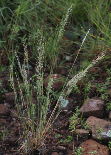 Muhlenbergia tricholepis, 2026-09-08
