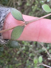 Coprosma crassifolia, photograph (c) Cara-Lisa Schloots, some rights reserved (CC BY)