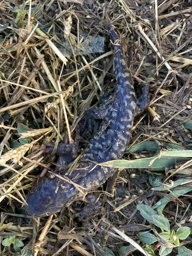 Western Tiger Salamander